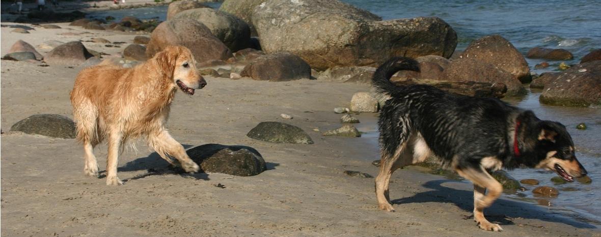 Fewo Binz mit Hund