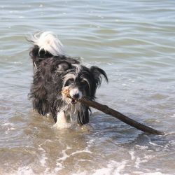 Urlaub mit Hund auf Rügen