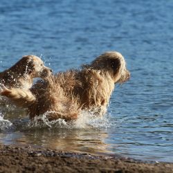 glückliche Hunde am Strand in Binz